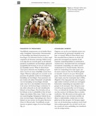 De Nederlandse boorvliegen (Tephritidae)