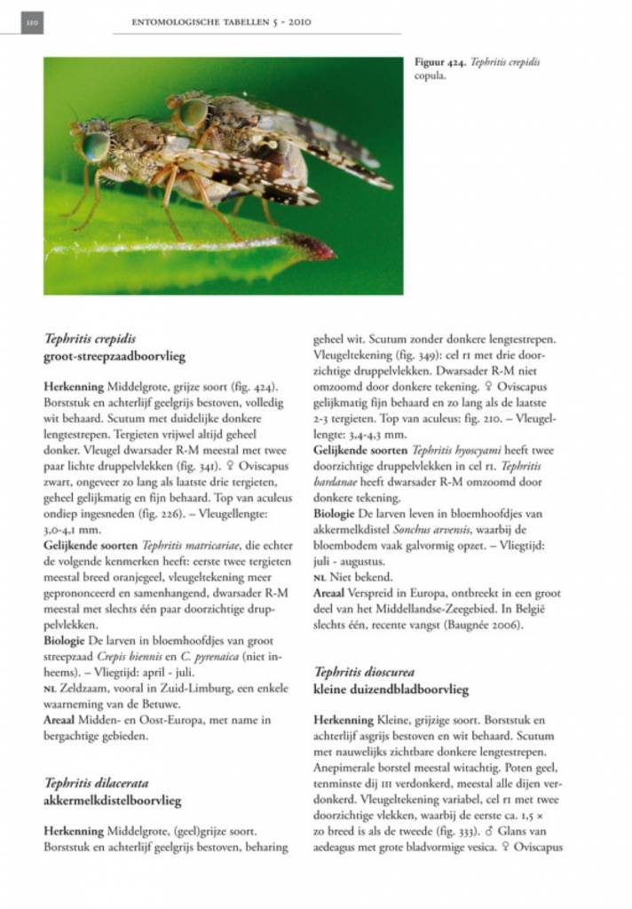 De Nederlandse boorvliegen (Tephritidae)