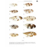 De Nederlandse boorvliegen (Tephritidae)