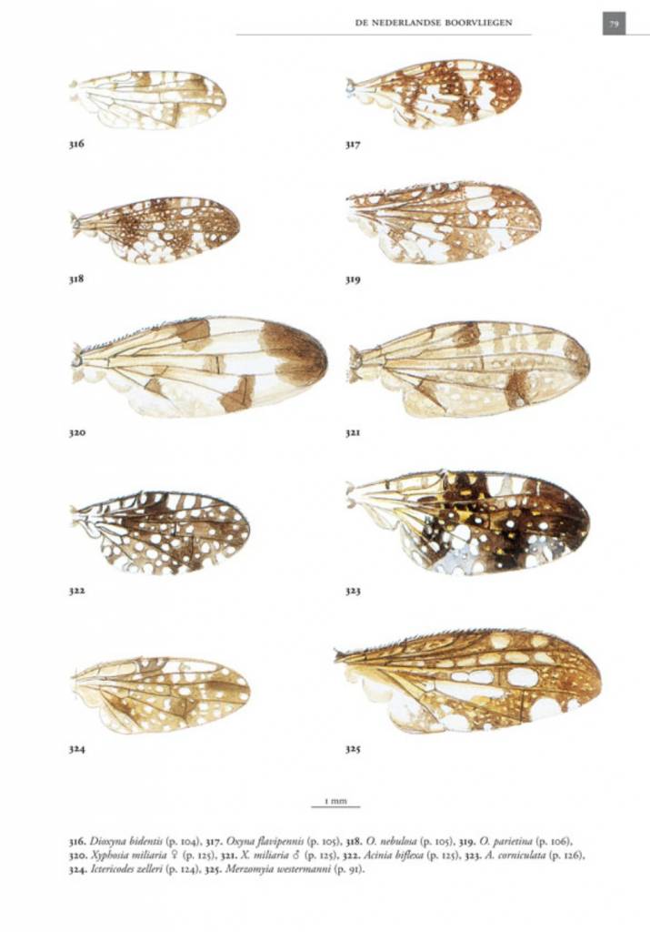 De Nederlandse boorvliegen (Tephritidae)