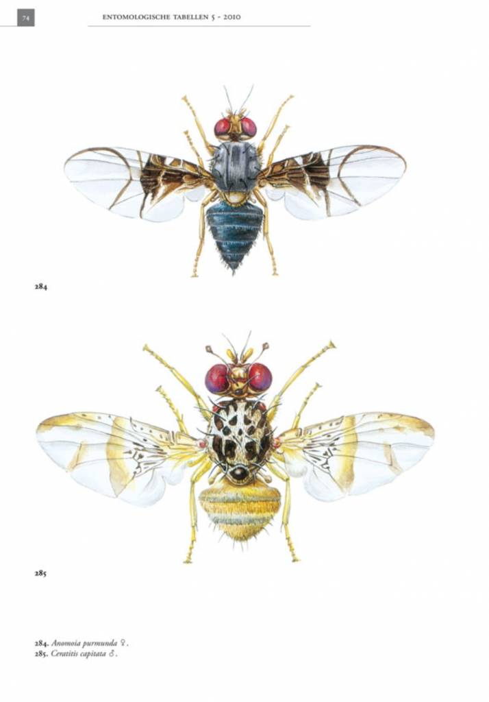 De Nederlandse boorvliegen (Tephritidae)