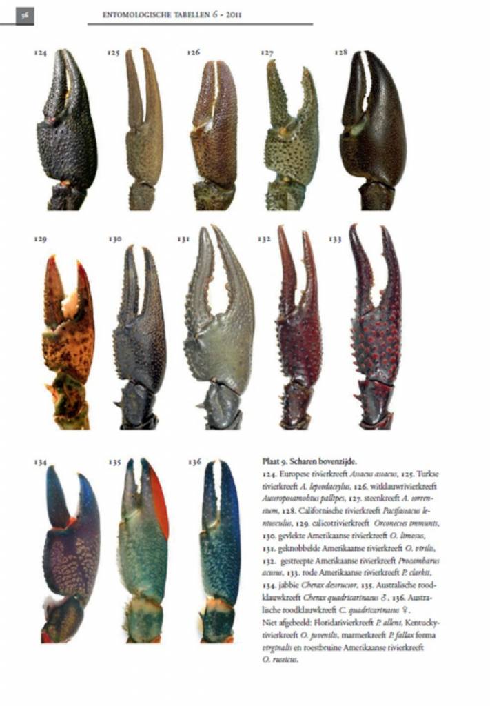 De Nederlandse rivierkreeften (Astacoidea en parastacoidea)