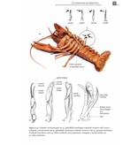 De Nederlandse rivierkreeften (Astacoidea en parastacoidea)