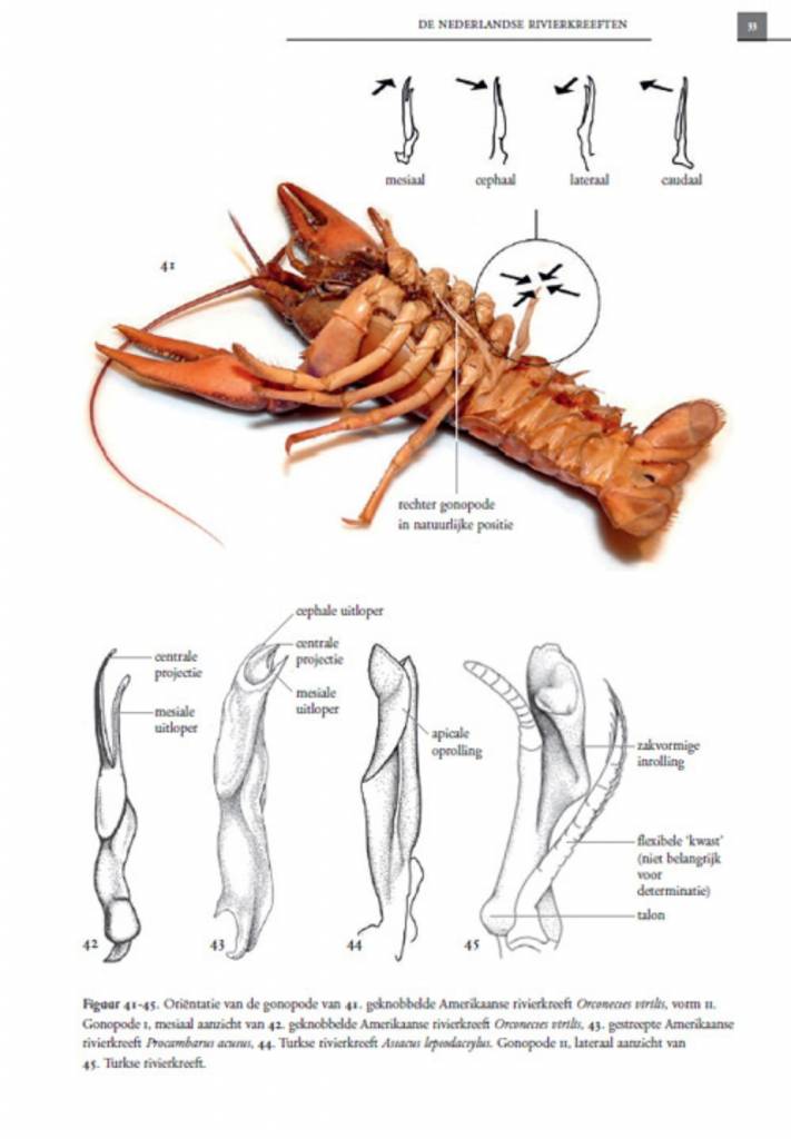 De Nederlandse rivierkreeften (Astacoidea en parastacoidea)