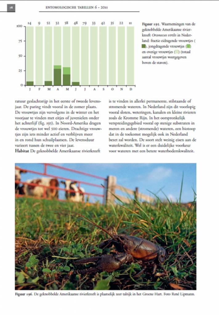 De Nederlandse rivierkreeften (Astacoidea en parastacoidea)