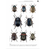 De Nederlandse goudhaantjes (Chrysomelidae: Chrysomelinae)