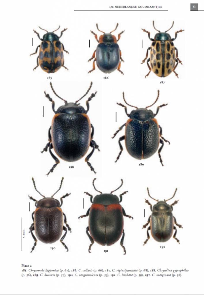 De Nederlandse goudhaantjes (Chrysomelidae: Chrysomelinae)