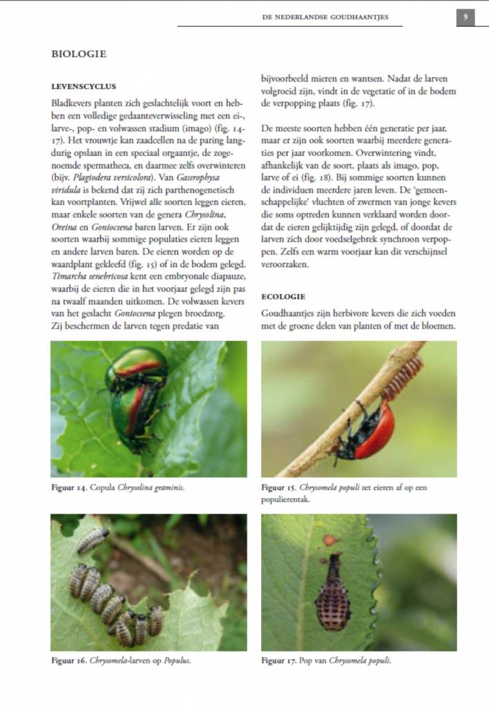 De Nederlandse goudhaantjes (Chrysomelidae: Chrysomelinae)