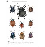 De Nederlandse goudhaantjes (Chrysomelidae: Chrysomelinae)