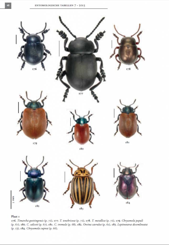 De Nederlandse goudhaantjes (Chrysomelidae: Chrysomelinae)