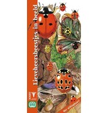 Lieveheersbeestjes in beeld