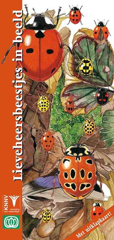 Lieveheersbeestjes in beeld