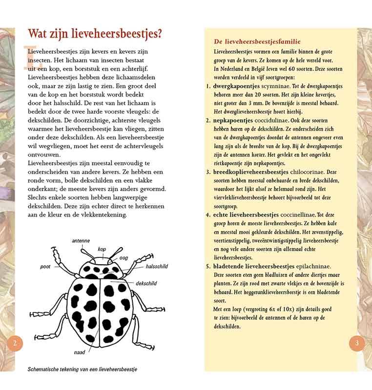 Lieveheersbeestjes in beeld