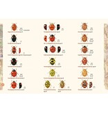 Lieveheersbeestjes in beeld