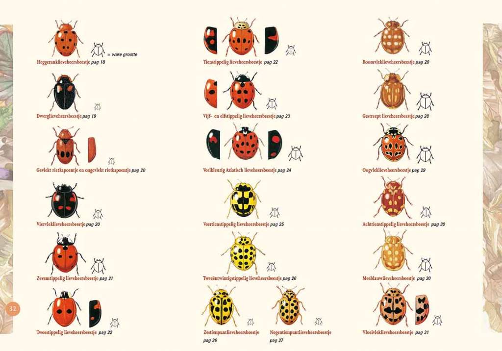 Lieveheersbeestjes in beeld