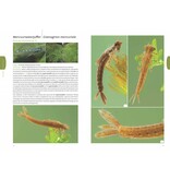 Fotogids larven van libellen
