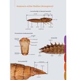 Fotogids larvenhuidjes van libellen