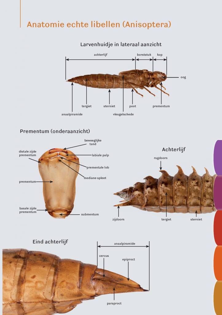 Fotogids larvenhuidjes van libellen