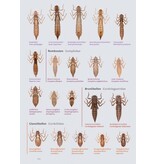 Fotogids larvenhuidjes van libellen