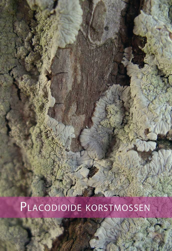 Basisgids korstmossen