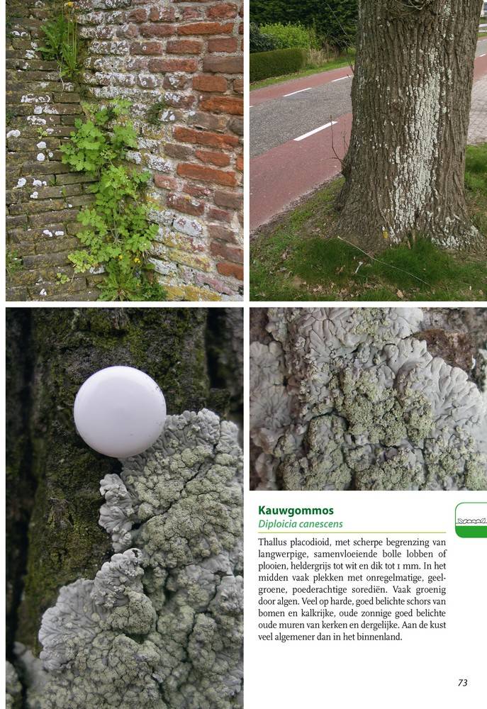 Basisgids korstmossen