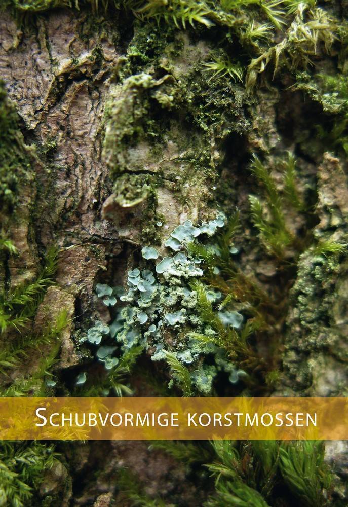 Basisgids korstmossen