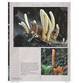 Het leven van paddenstoelen en schimmels