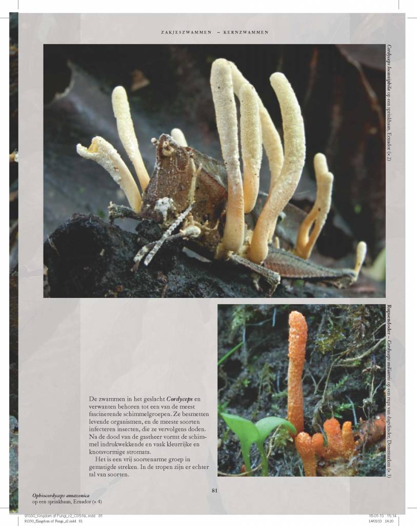 Het leven van paddenstoelen en schimmels