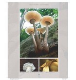 Het leven van paddenstoelen en schimmels
