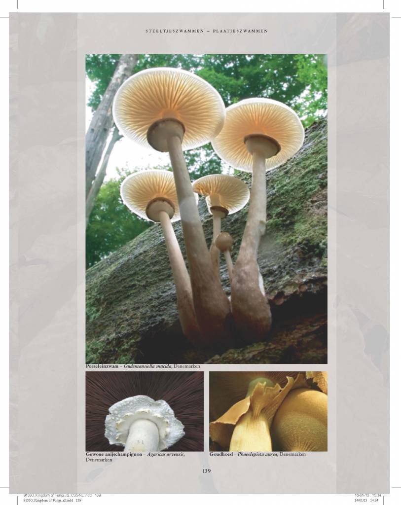 Het leven van paddenstoelen en schimmels