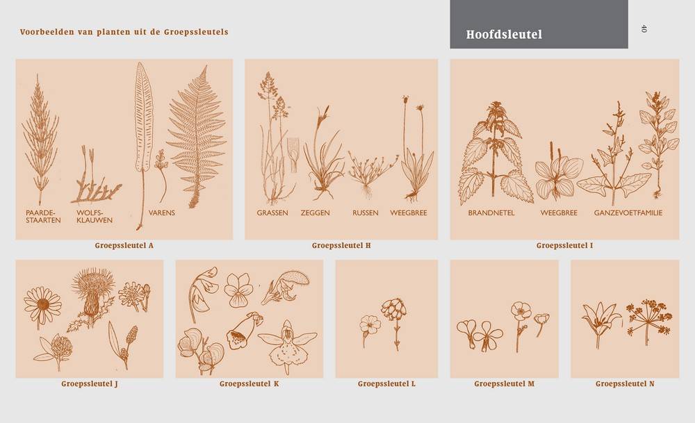 Veldgids Nederlandse flora