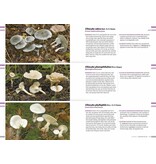 Veldgids paddenstoelen