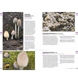 Veldgids paddenstoelen