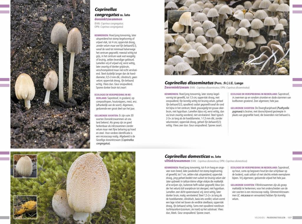 Veldgids paddenstoelen