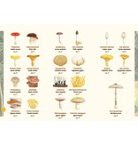 Paddenstoelen in beeld