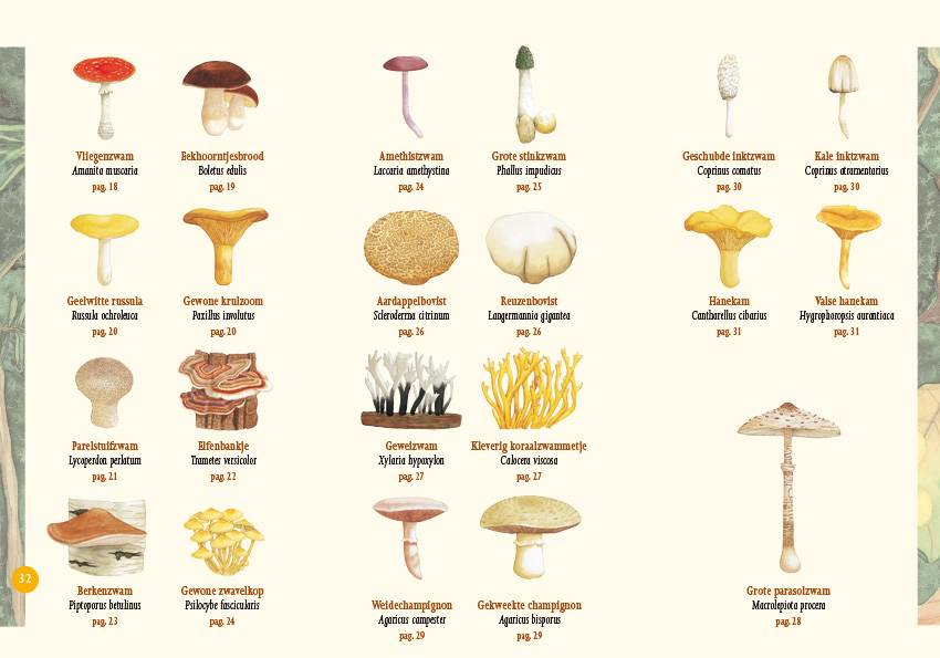 Paddenstoelen in beeld