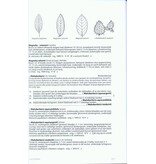 Dendrologie van de Lage Landen