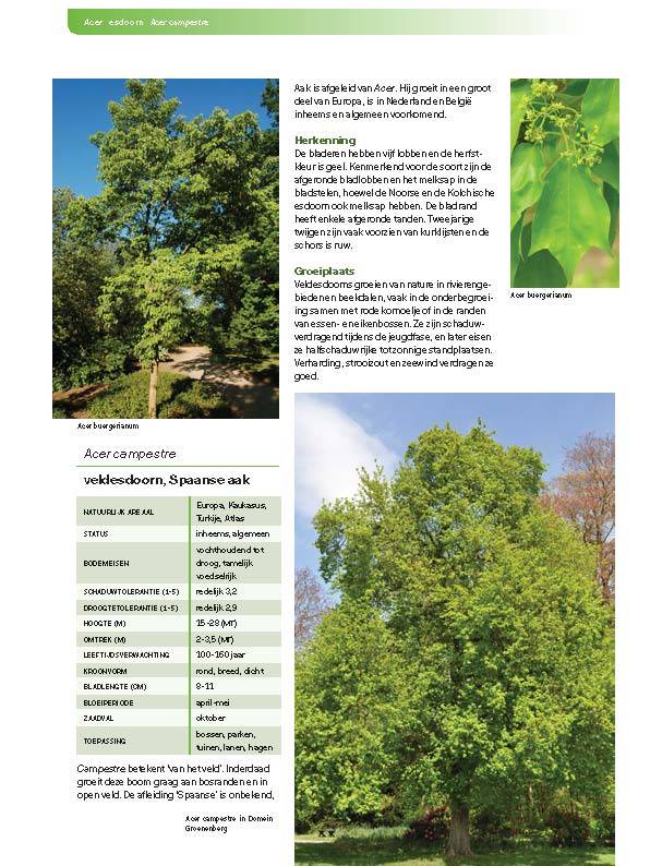 Loofbomen in Nederland en Vlaanderen