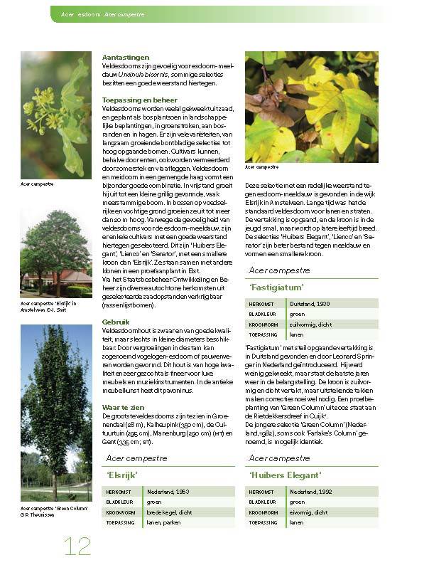 Loofbomen in Nederland en Vlaanderen