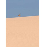 Canary islands