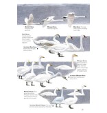 The Helm Guide to Bird Identification