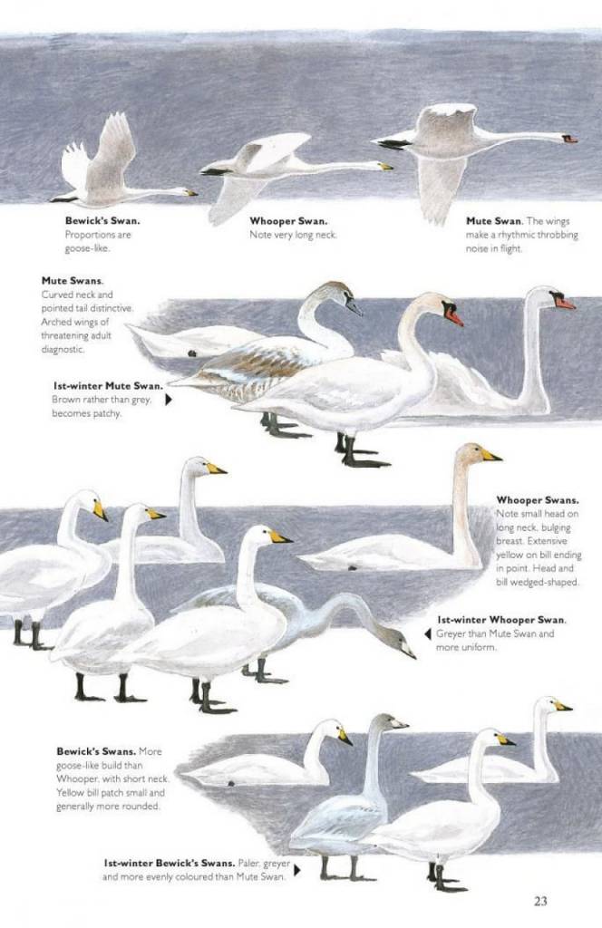 The Helm Guide to Bird Identification