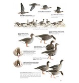 The Helm Guide to Bird Identification