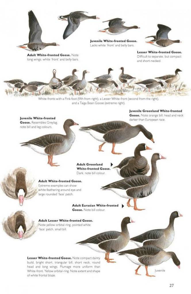 The Helm Guide to Bird Identification