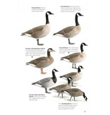 The Helm Guide to Bird Identification