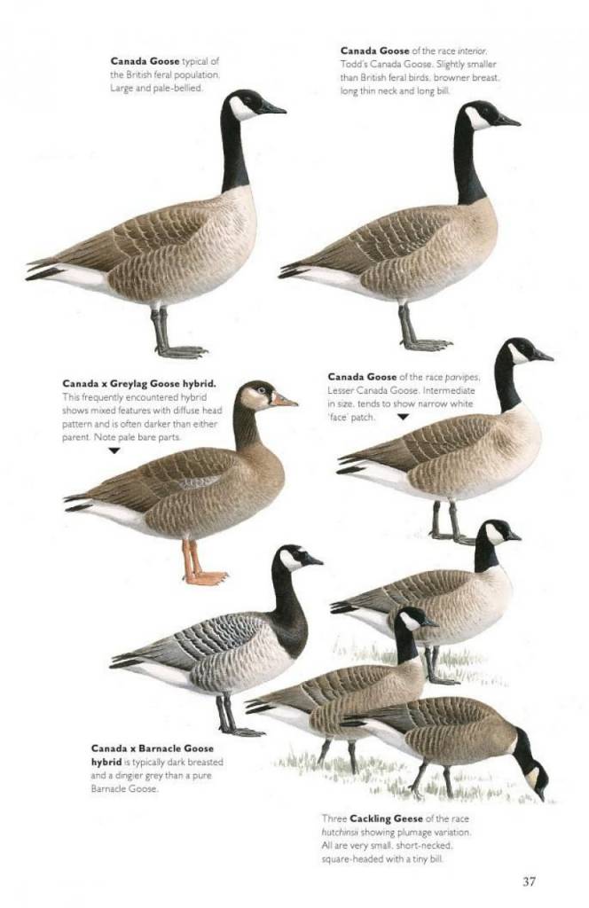 The Helm Guide to Bird Identification