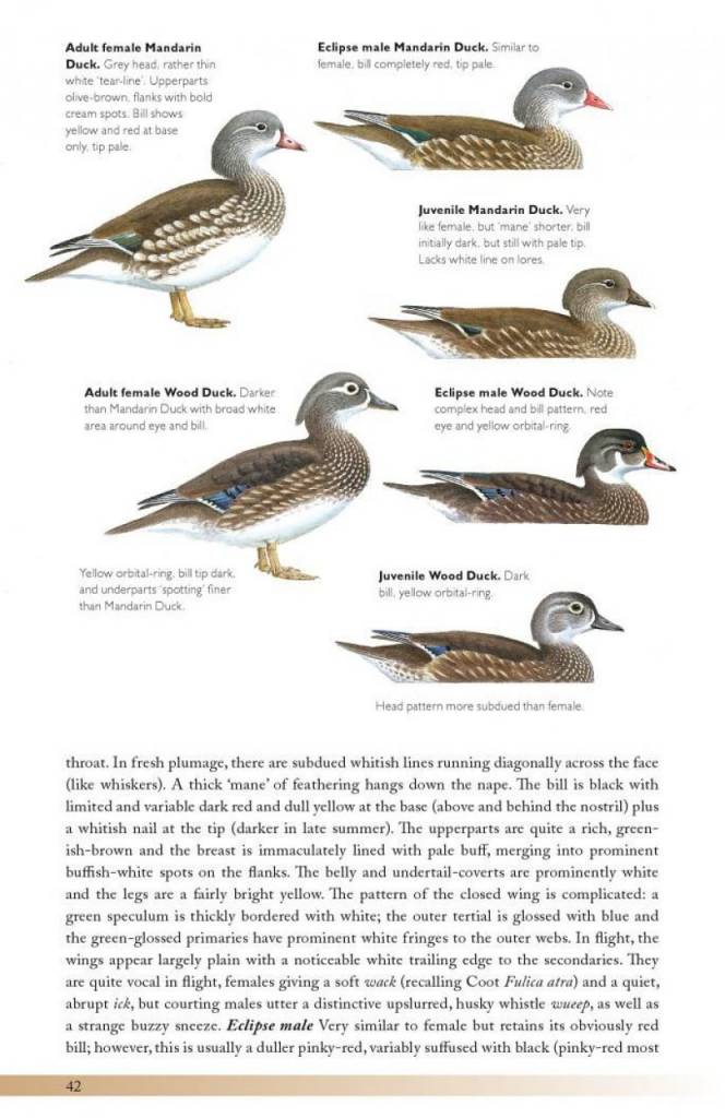 The Helm Guide to Bird Identification
