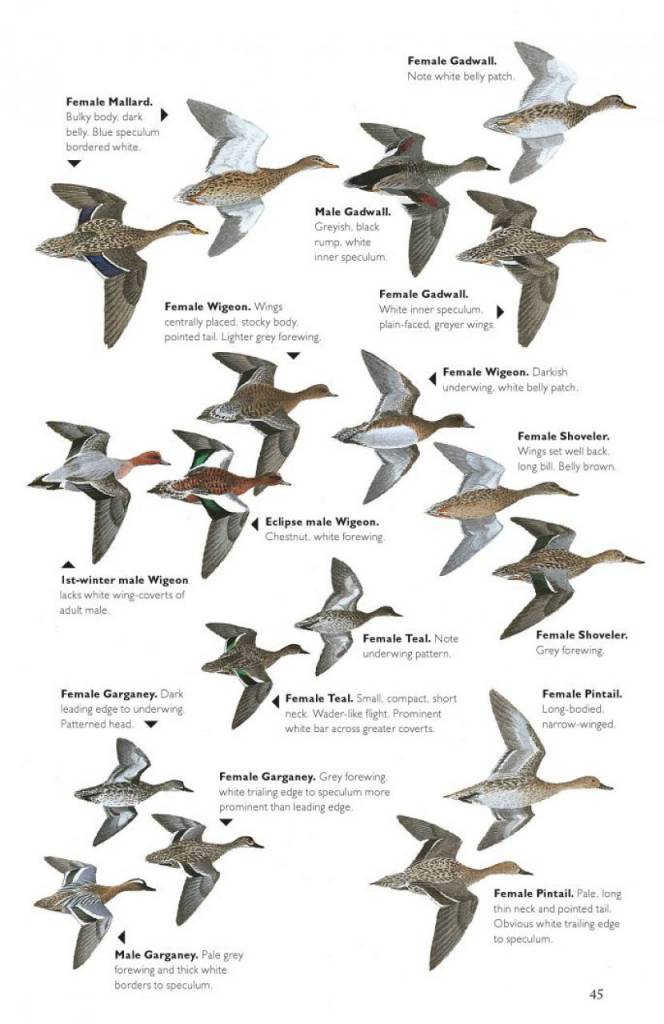 The Helm Guide to Bird Identification