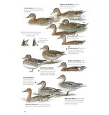 The Helm Guide to Bird Identification