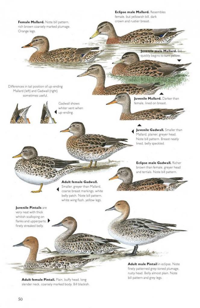 The Helm Guide to Bird Identification